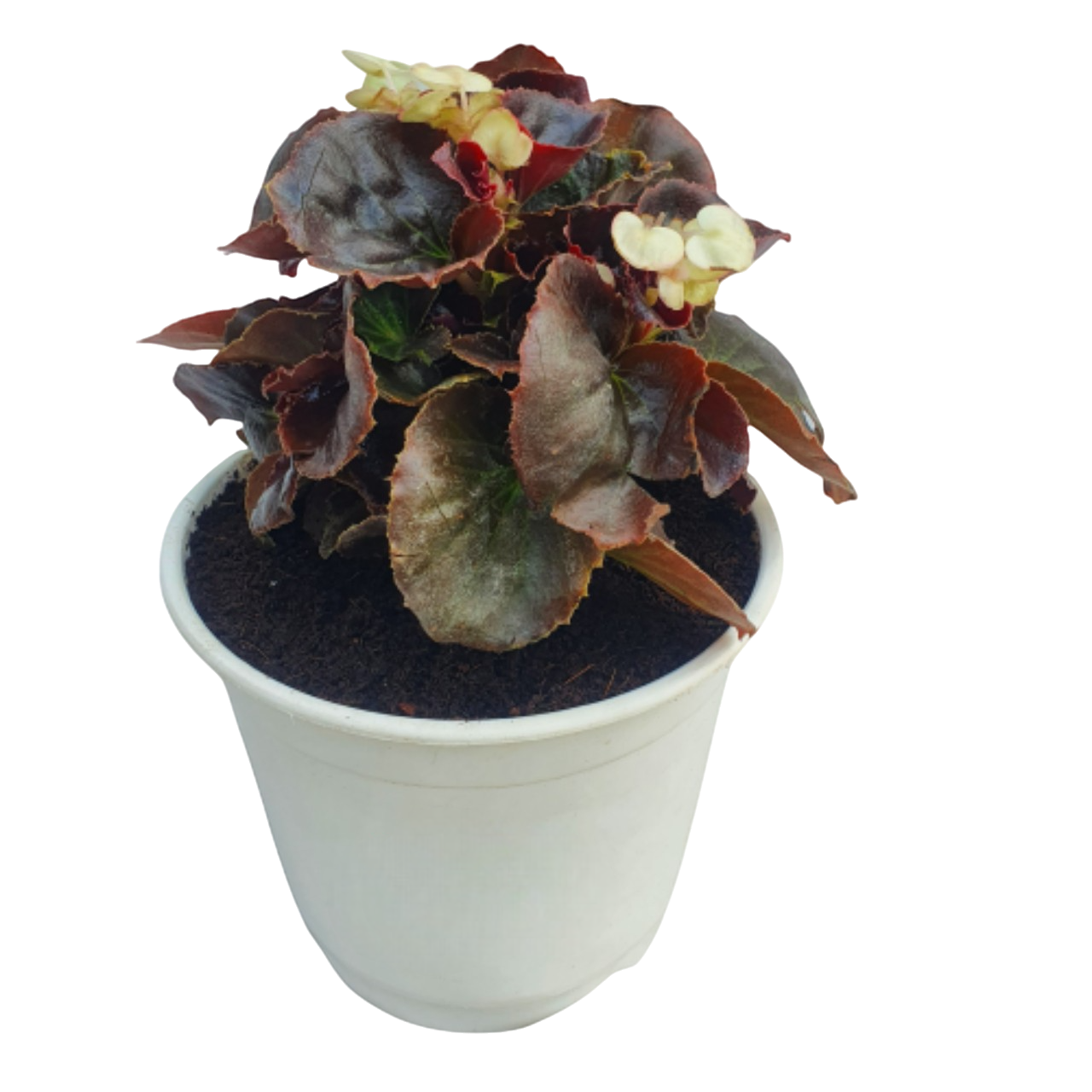 Begonia Plant - White Flower